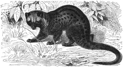 The Asiam palm civet is not a member of the weasel family, but is commonly referred to by the Vietnamese word meaning weasel.